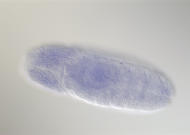 SD07771