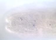 SD15568-rd
