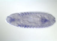 GH13040-dg