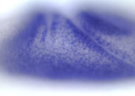 GM09242-cm