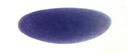 CG10415-a