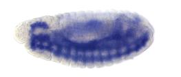 CG9167-a