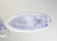SD07234