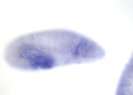 SD09476-cm