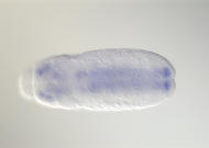 SD09738-cm