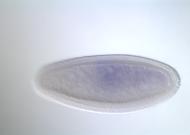 PC00485