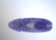SD04694-rd