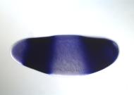 CG7952-cm