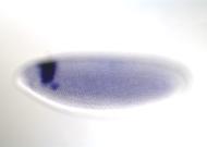 IP01393