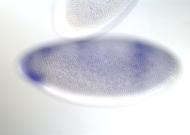 IP01419