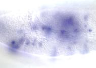 IP01419