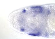 RE15812