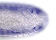 RE15812
