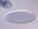 IP01389