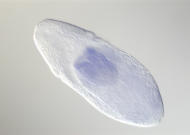 CG5888-cm