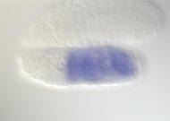 CG7149-cm