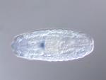 IP02534