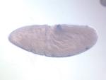 RT01063