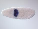 CG10036-cm
