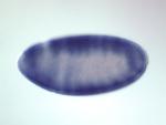 CG1007-cm