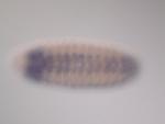GH28062-a