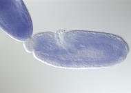 GH03557