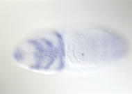 GH05272
