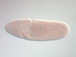 IP01054-TF
