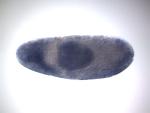 LD46811-RD