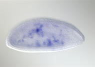 SD04906