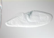 GH20978