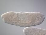 IP17336