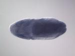 GH02584-AU