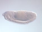 GH02833-AU