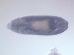 GH03377-AU