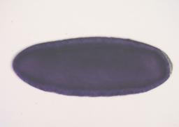 GH10833-IR