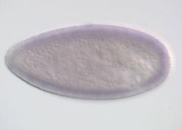 LD34154-IR