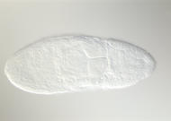 LP01162