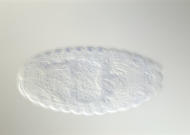 LP11629