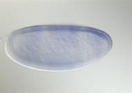 GH21787-tf