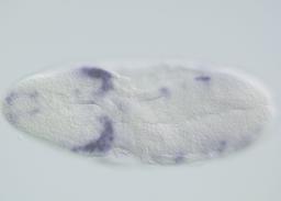 PCE(C4)-pCRM28