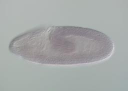 LP10114