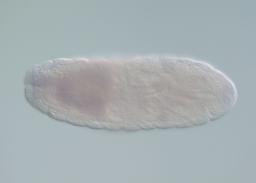MIP02988