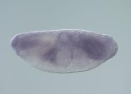 MIP04163
