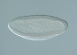 MIP04348