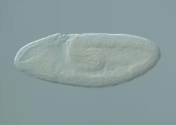 MIP04383