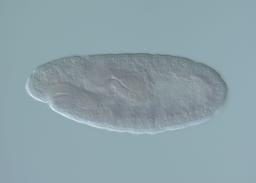 MIP04866