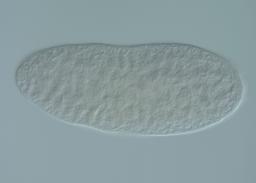 MIP05153