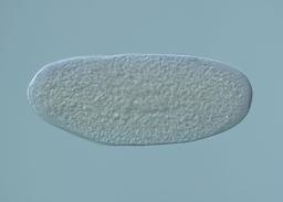 MIP05301