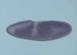 SD16330